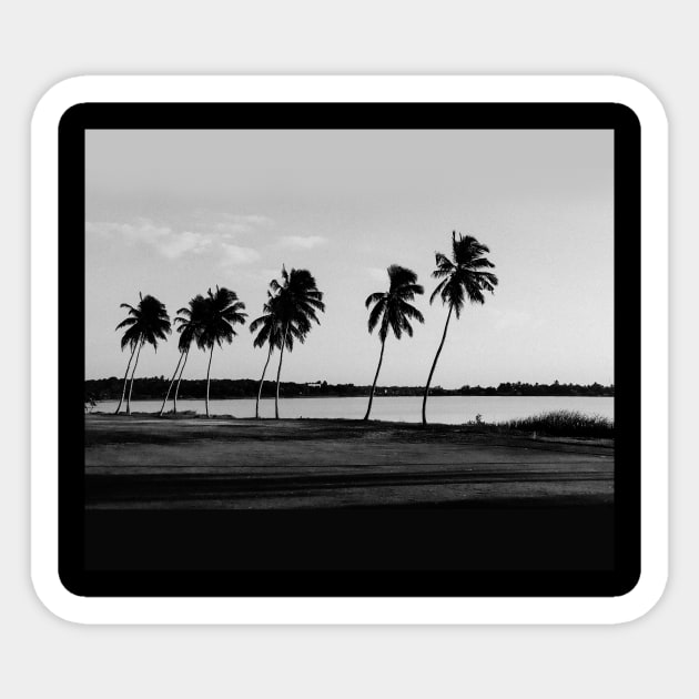 Black White Coconut Trees Sticker by polandrich